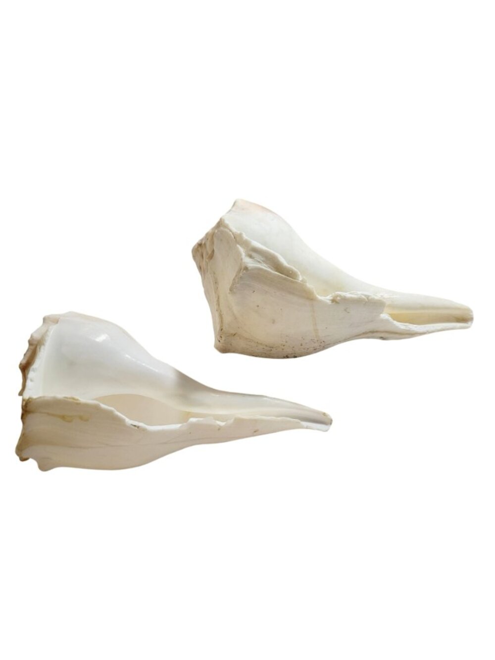 Pair of Vintage Conch Shells Beach House Decor 7.5" or Crafters Seashells - Picture 3 of 14